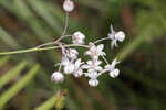 Carolina milkweed